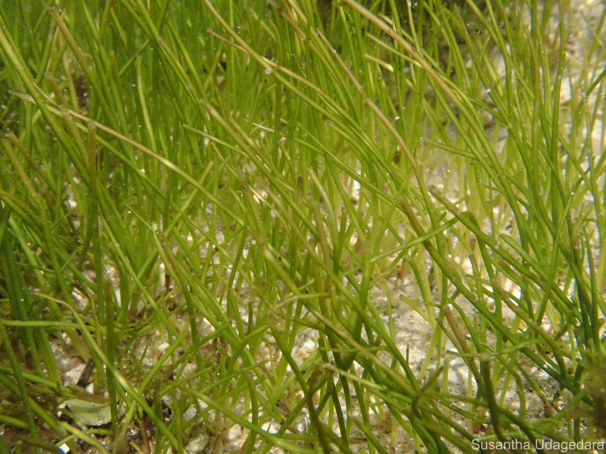 Syringodium isoetifolium (Asch.) Dandy